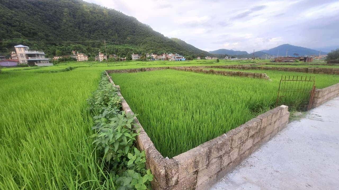 Land on sale Lamachaur